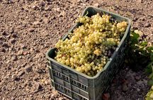Santorini Private Wine Tour