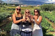 Wine tour Korčula - private tour