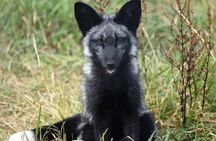 Fox Encounter for 2 people and park entry