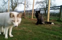 Fox Encounter for 2 people and park entry