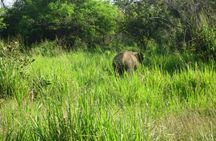 Visit Jeep Safari at Minneriya National Park From Kandy