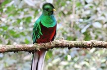 Curi-court Bird-Watching tour