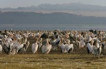 4-Day Adventure to Lake Nakuru & Maasai Mara