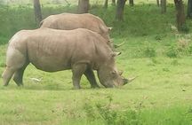 11 Days Guided Group Safari in Kenya And Tanzania