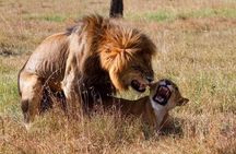 5 Days Lake Nakuru-Lake Naivasha & Maasai Mara Safari