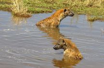 5 Days Lake Nakuru-Lake Naivasha & Maasai Mara Safari