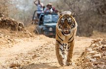  From Jaipur: Ranthambore Tiger Safari Private Day Tour