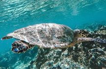 All Inclusive Snorkeling at Blue Lagoon with Lunch 