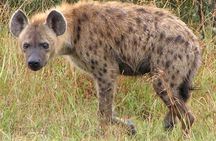 Hluhluwe Imfolozi & Isimangaliso Wetlands 3 Day Safari fro Durban