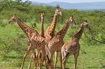 3 Day Kruger National Park Safari from Johannesburg Tour