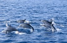 Whales and Dolphins Watching Tour Trincomalee