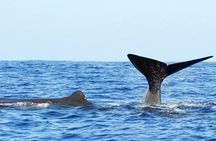 Whales and Dolphins Watching Tour Trincomalee