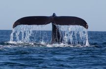 Whales and Dolphins Watching Tour Trincomalee