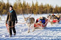 Rovaniemi Reindeer Farm visit and Safari