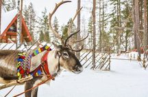 Rovaniemi Reindeer Farm visit and Safari