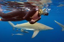 Caged and Cageless Shark Snorkelling on Durban's Aliwal Shoal