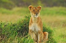 2 Days Budget Safari Masai Mara