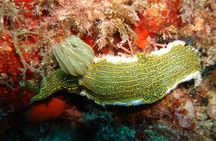 Snorkeling Tour Coast to Coast Taormina and Isola Bella