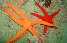 Snorkeling Tour Coast to Coast Taormina and Isola Bella