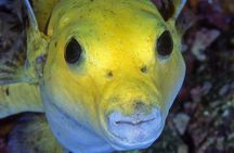 Scuba Diving Hermosa and Coco Beach for Certified Divers