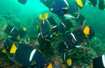 Scuba Diving Hermosa and Coco Beach for Certified Divers