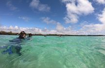 Half Day Tintoreras Tour from Isabela Island