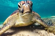 Airlie Beach- Private half day catered & crewed yacht charter