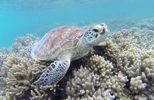 Lizard Island Day Tour by Air from Cairns