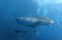 SSI Open Water Diver 