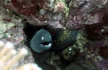 Basic Diver