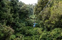 The Original Canopy Zipline Experience Private Tour From Auckland