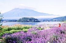 Barrier-Free Private Mt. Fuji Tour for Wheelchair Users