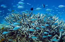 Great Barrier Reef Cruise from Townsville or Magnetic Island