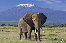 6 Days Amboseli, Nakuru Masai Mara Safari