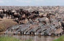 6 Days Amboseli, Nakuru Masai Mara Safari