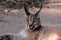Sun City & Pilanesberg Game Reserve (Closed Vehicle)