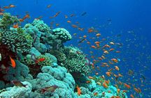 Snorkeling Trip at Hamata Islands From Marsa Alam