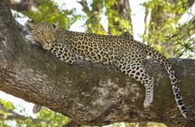 7 Days Naivasha, Nakuru, Masai Mara Mid-luxury Safari