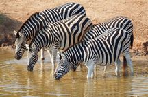 7 Days Naivasha, Nakuru, Masai Mara Mid-luxury Safari