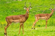 7 Days Naivasha, Nakuru, Masai Mara Mid-luxury Safari
