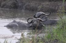 1 Day Lake Mburo Wildlife Safari