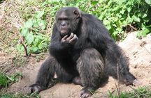 Full-Day Ol Pejeta Conservancy and Chimpanzee Sanctuary Tour from Nairobi