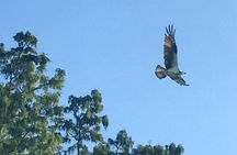 Whitney Plantation and Manchac Swamp Kayak Tour Combo