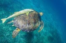 Snorkel boat tour in search of turtles