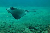 Snorkel boat tour in search of turtles