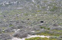 Private Tour Cape of Good Hope & Penguins Sightseeing Full day 