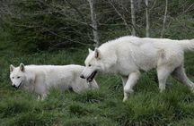 Wolf Experience 