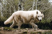 Wolf Experience 