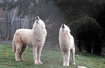 Wolf Experience 