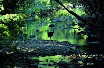 Luxury Daintree - Cape Tribulation Tour from Port Douglas